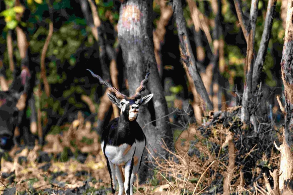 Nature and Zoo Safari
